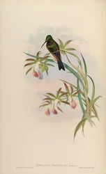 Ionolaima frontalis = Heliodoxa schreibersii
